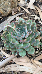 Echeveria pulidonis