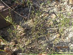 Lachnaea pusilla