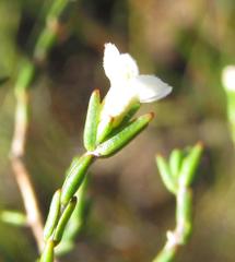 Lachnaea pusilla