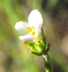 Lachnaea pusilla