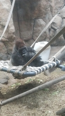 Gorilla