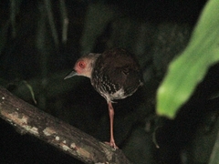 Rallina fasciata