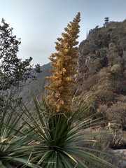 Nolina parviflora