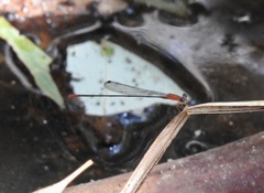 Teinobasis rufithorax