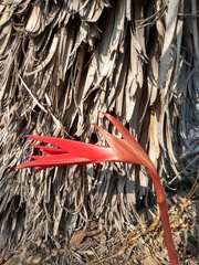 Sprekelia formosissima
