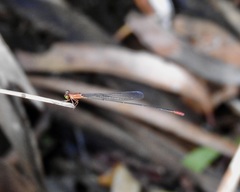 Teinobasis rufithorax
