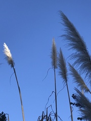 Cortaderia jubata