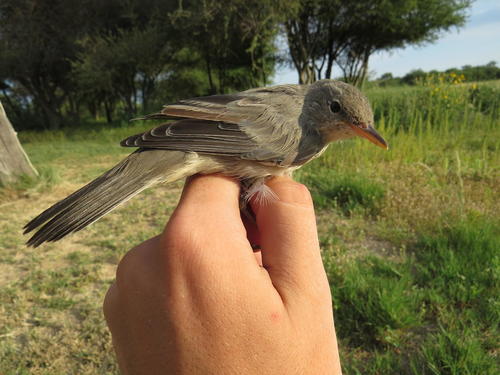 Olive-tree Warbler, photo 5 of 10