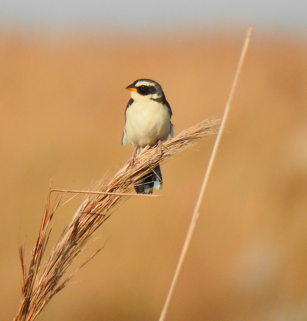 Black-masked Finch