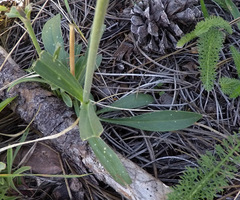 Silene scouleri pringlei