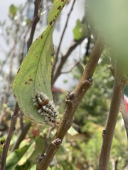 Megalopyge defoliata