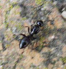 Camponotus werthi
