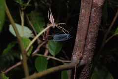 Menneus neocaledonicus
