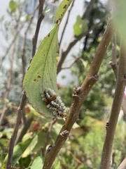 Megalopyge defoliata