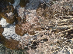 Pittocaulon praecox