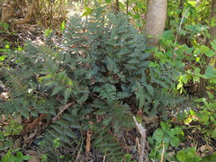 Polystichum oculatum