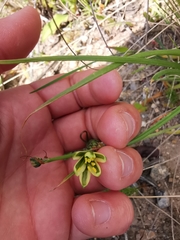 Albuca suaveolens