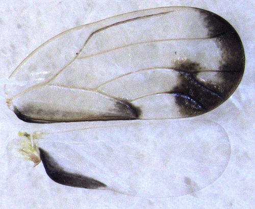 ash psyllid