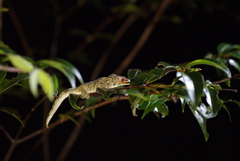 Eurydactylodes