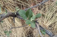 Malacomeles denticulata