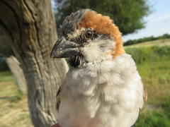 Passer motitensis subsolanus