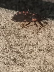 Triatoma sanguisuga