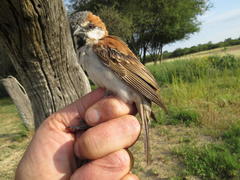 Passer motitensis subsolanus