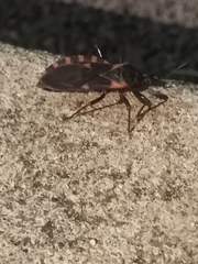 Triatoma sanguisuga