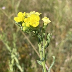 Lithospermum cobrense