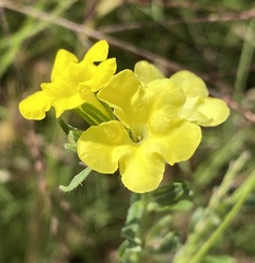 Lithospermum cobrense