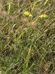 Lithospermum cobrense