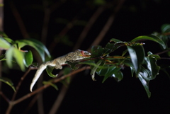 Eurydactylodes