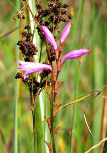 Watsonia bella