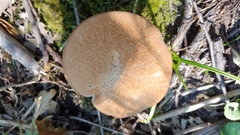 Polyporus radicatus