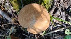 Polyporus radicatus