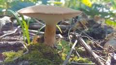 Polyporus radicatus
