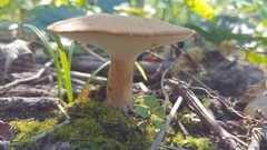Polyporus radicatus