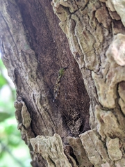 Discobola tessellata