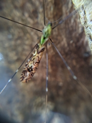 Discobola tessellata