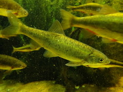 Pseudochondrostoma duriense