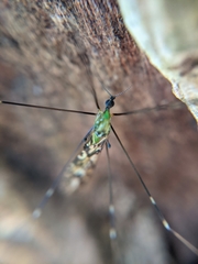 Discobola tessellata