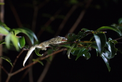 Eurydactylodes