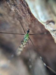 Discobola tessellata
