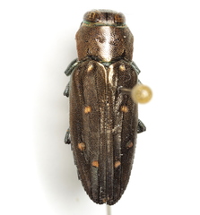 Chrysobothris basalis