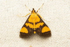 Metallarcha achoeusalis