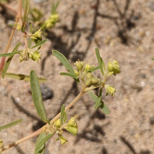 Image of Euphorbia parryi by (c) Dominic Gentilcore, some rights reserved (CC BY)