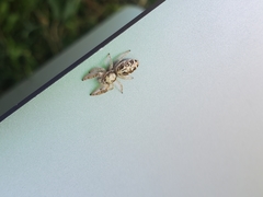 Metaphidippus siticulosus