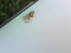 Metaphidippus siticulosus