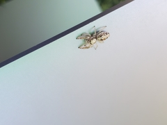 Metaphidippus siticulosus