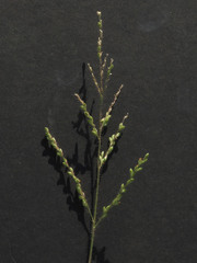 Urochloa arizonica
